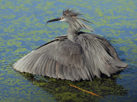 Black Heron